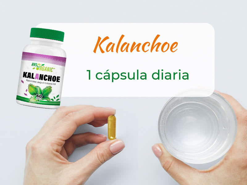 Kalanchoe (Kalanchoe pinnata) – 60 cápsulas