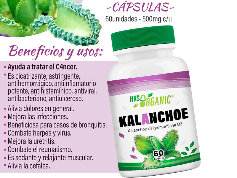 Kalanchoe (Kalanchoe pinnata) – 60 cápsulas