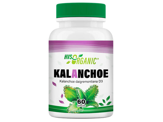 Kalanchoe (Kalanchoe pinnata) – 60 cápsulas